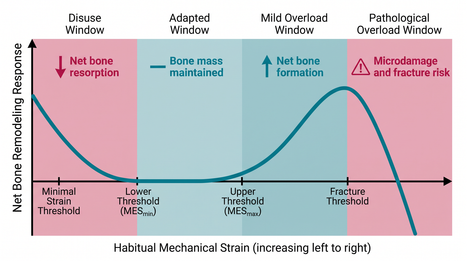 Graph showing the bone mechanostat model: disuse window with net bone resorption, adapted window with maintained bone mass, mild overload window with net bone formation, and pathological overload window with microdamage and fracture risk, plotted against habitual mechanical strain