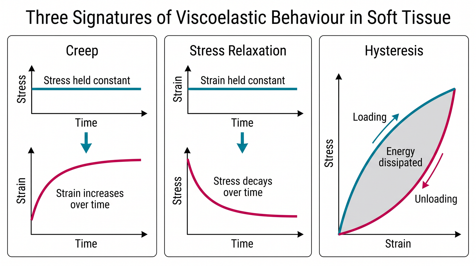 Three-panel figure showing the three experimental signatures of viscoelastic behaviour: creep, where a constant applied stress produces strain that increases over time; stress relaxation, where a constant applied strain produces stress that decays over time; and hysteresis, where the loading and unloading stress-strain curves differ and enclose an area representing dissipated energy
